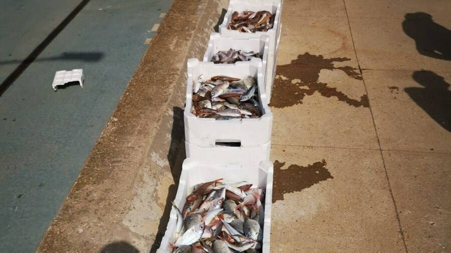 Venditori abusivi a Fiumicino: maxi sequestro di pesce al Porto Canale