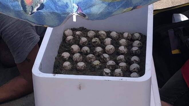 Sorpresa sulla spiaggia libera di Ostia: tartaruga Caretta Caretta depone 103 uova