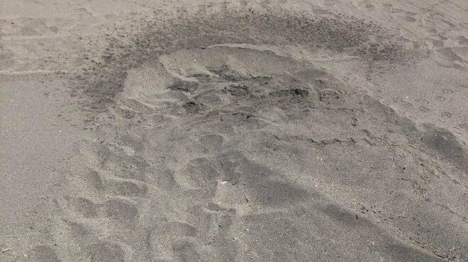 Sorpresa sulla spiaggia libera di Ostia: tartaruga Caretta Caretta depone 103 uova