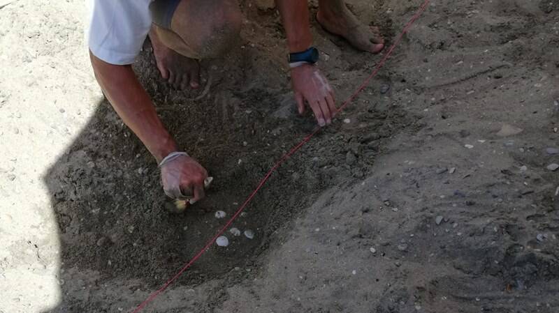 Tartaruga marina nidifica fra gli ombrelloni sul lungomare di Terracina