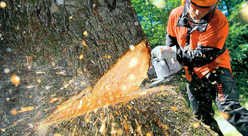 Abbattimento degli alberi a Cerveteri: non si placano le polemiche