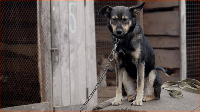 Ardea, cane legato e abbandonato da giorni in una villa disabitata: l’intervento dei vigili