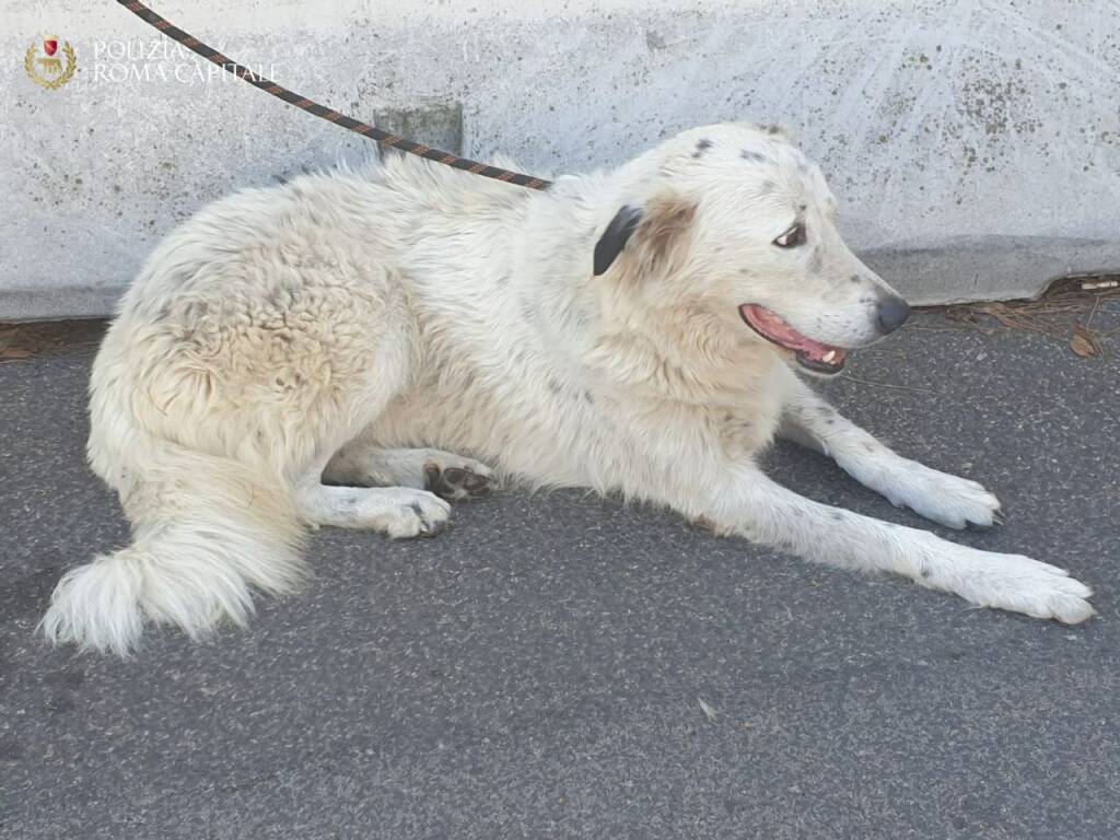 Roma, cane correva impaurito tra le auto in piazza San Giovanni: salvato dalla Polizia Locale