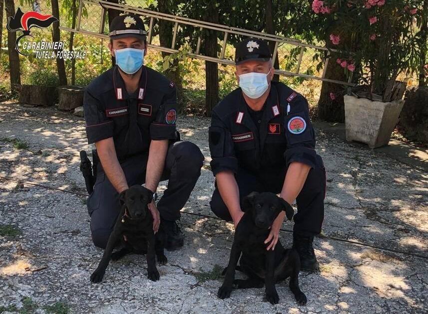 Incastrato da un video mentre abbandona due cuccioli vicino ai cassonetti: cani salvati dai carabinieri
