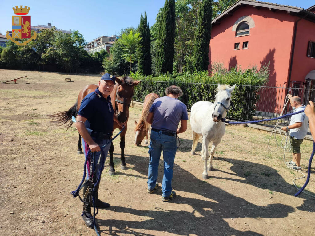 Roma, cavalli fuggono dal maneggio e si rifugiano in un parco giochi per bambini