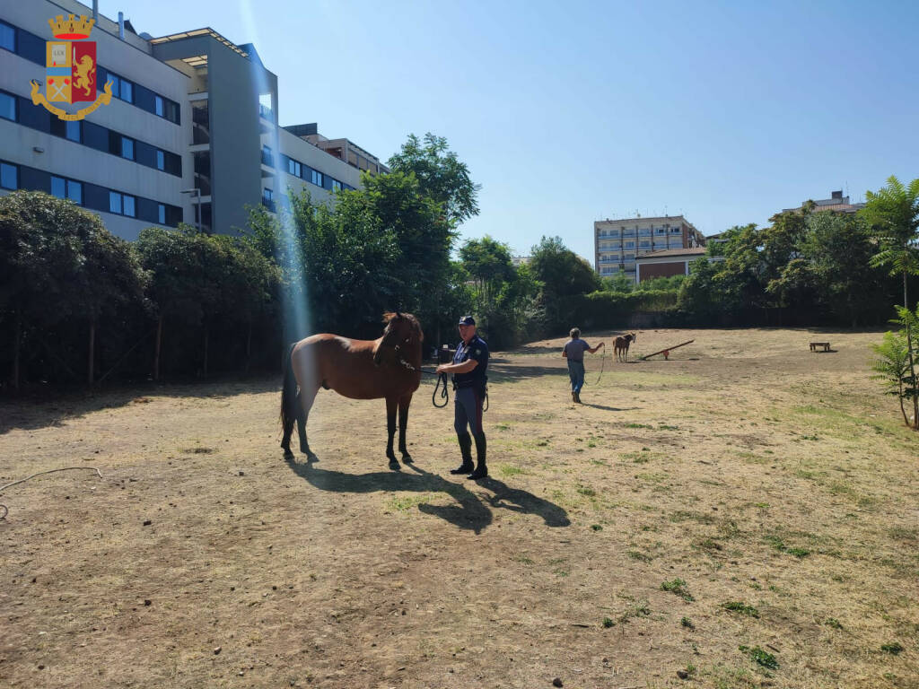 Roma, cavalli fuggono dal maneggio e si rifugiano in un parco giochi per bambini