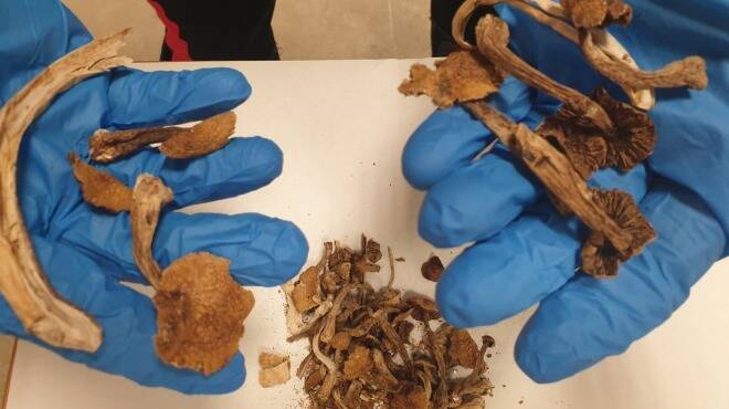 Funghi allucinogeni, ecstasy e centinaia di dosi di droga sequestrate nella Capitale: 6 arresti