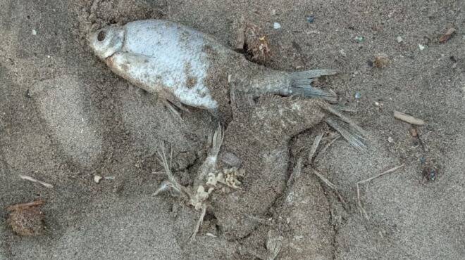 Pesci morti sul Tevere, il giorno dei “siluri”. Focene… sotto attacco