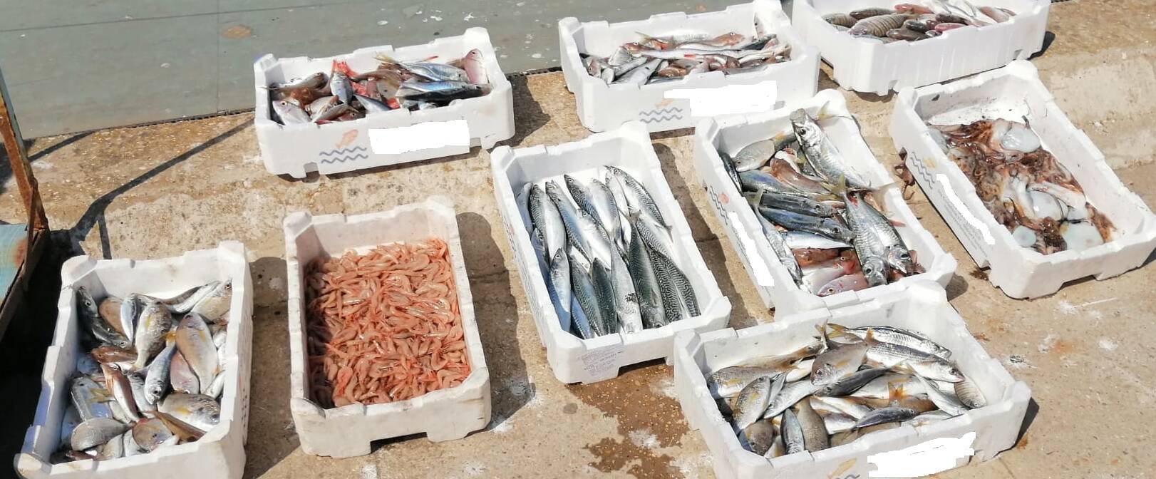 Fiumicino, vendono pesce non tracciato: maxi sequestro al porto canale