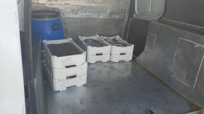 Fiumicino, confiscati 120 chili di pesce venduti abusivamente sulla banchina
