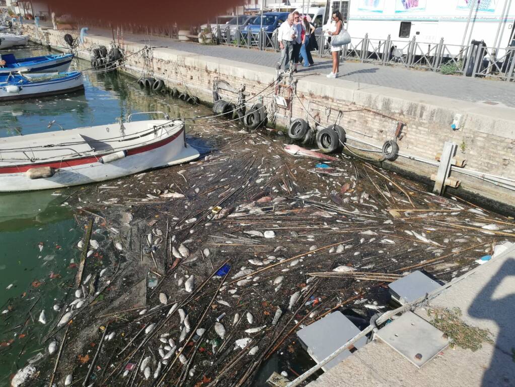 Moria di pesci sul Tevere, terzo giorno: invasione della darsena di Fiumicino