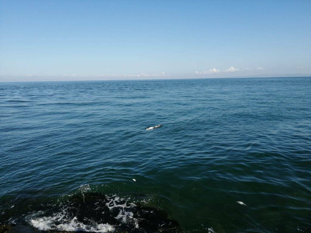 L’allarme dei pescatori: “Veleni alla foce del Tevere, è strage di pesci”