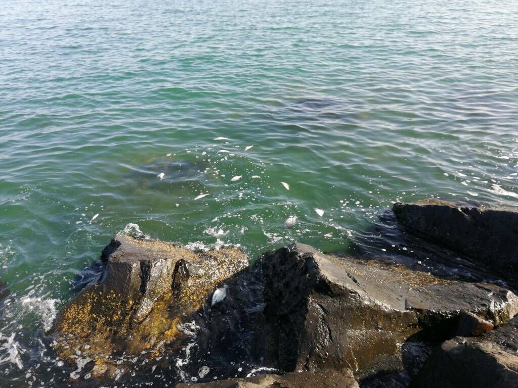 L’allarme dei pescatori: “Veleni alla foce del Tevere, è strage di pesci”