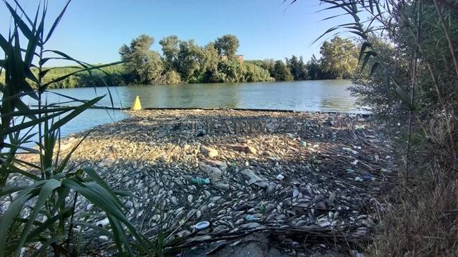 Ecoitaliasolidale: “Ancora nessuna certezza sulla moria di pesci a Fiumicino”