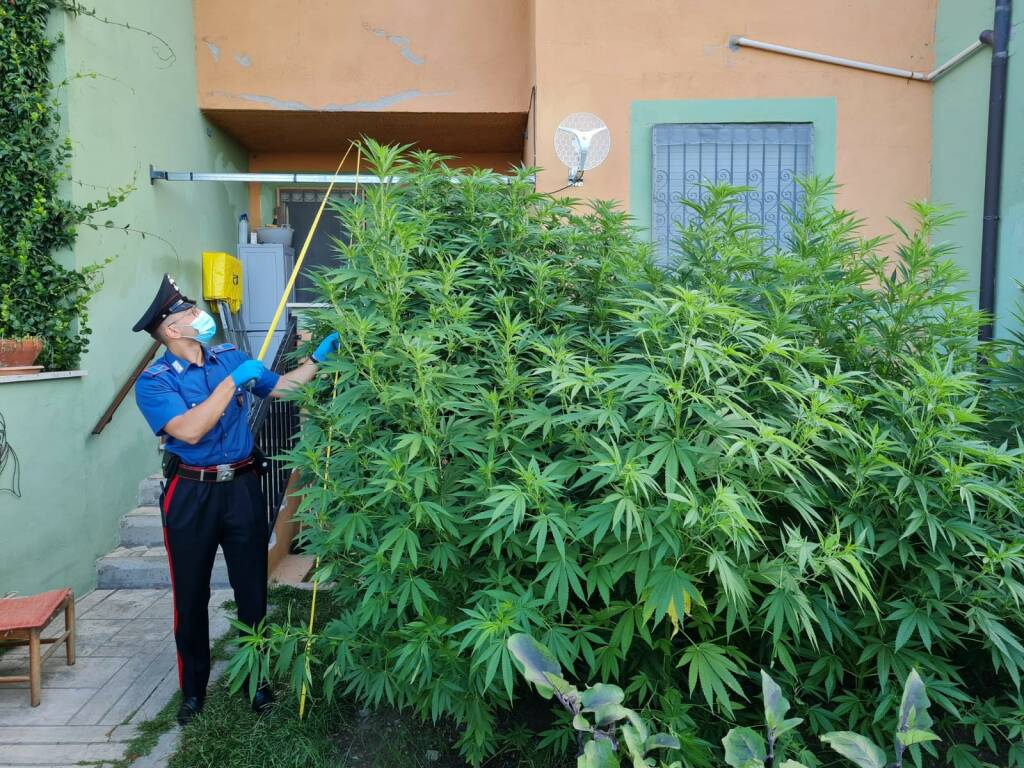 Roma, nasconde tra le piante di pomodori una coltura di marijuana: arrestato