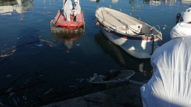 Fiumicino, recuperati in darsena 6 quintali di pesci morti: ultimo atto dell&#8217;invasione