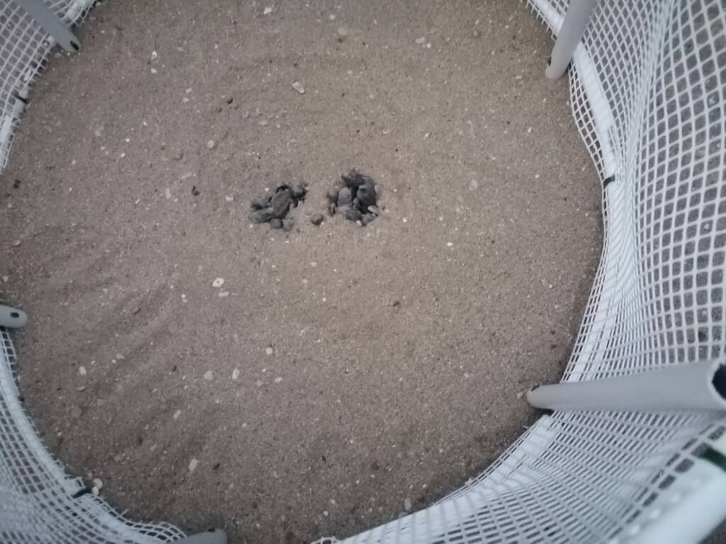 Si schiudono le uova sulla spiaggia di Terracina, 32 tartarughine prendono il largo