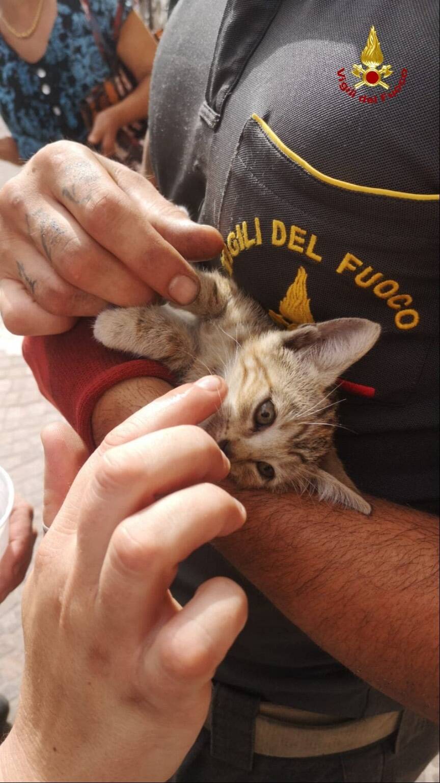 Rimane intrappolata nel motore dell’auto: gattina salvata dai pompieri di Latina