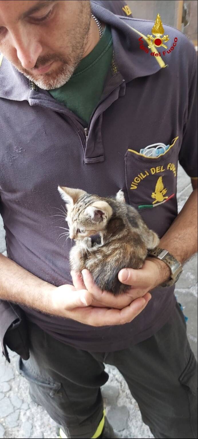 Rimane intrappolata nel motore dell’auto: gattina salvata dai pompieri di Latina