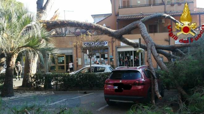 Paura a Santa Severa, albero cade su 4 automobili in via dei Fenici