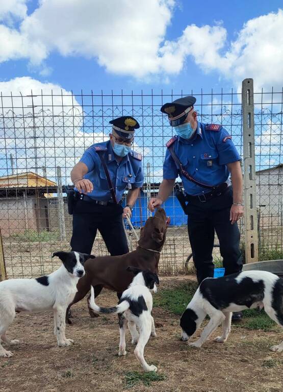 Scoperta shock a Torvaianica: cuccioli di cane chiusi in terrazzo tra escrementi e immondizia