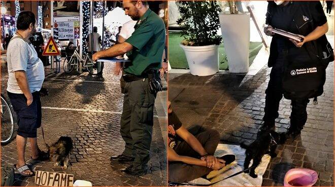 Maltrattamento animali, le Guardie Zoofile sequestrano un cucciolo sfruttato per l’accattonaggio