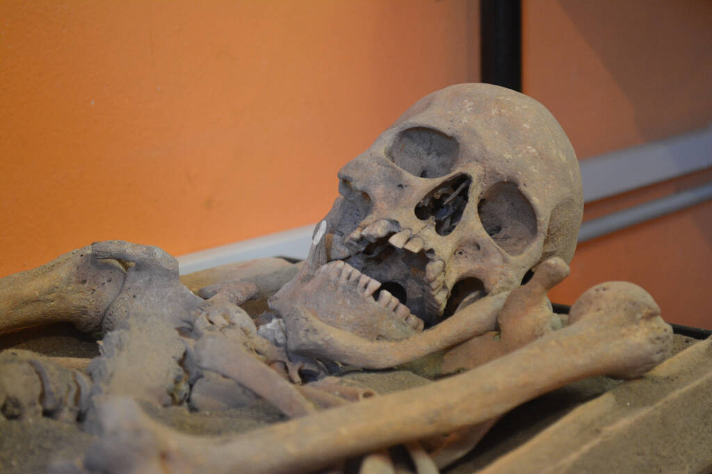 scheletro museo lavinium
