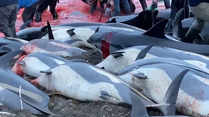 Isole Far Oer, è strage di delfini: 1500 cetacei trascinati a riva e uccisi a bastonate – VIDEO