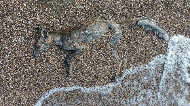 Macabra scoperta sulle spiagge di Focene: spunta la carcassa di una volpe 