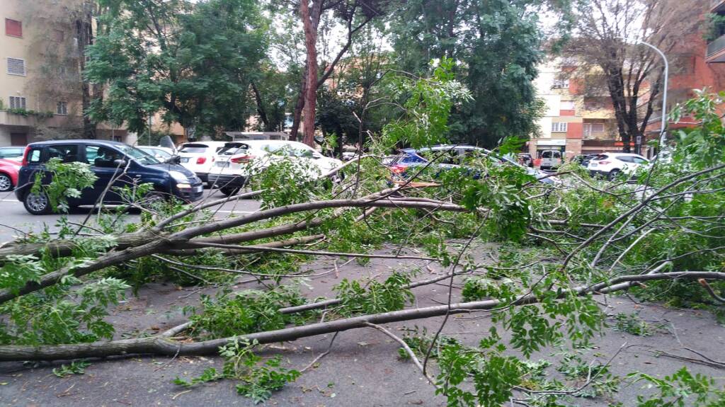 Roma, albero crolla a due passi dal parco giochi dei bimbi. Tragedia sfiorata