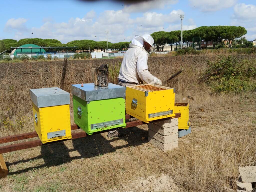 Tarquinia, al Cardarelli arriva il primo apiario didattico