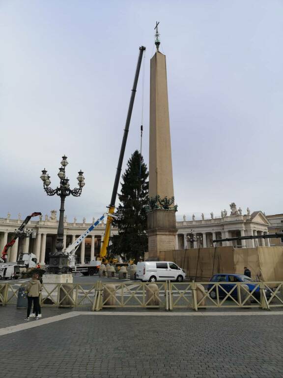 Da Andalo a Roma: per Natale in piazza San Pietro svetta un abete rosso di 28 metri
