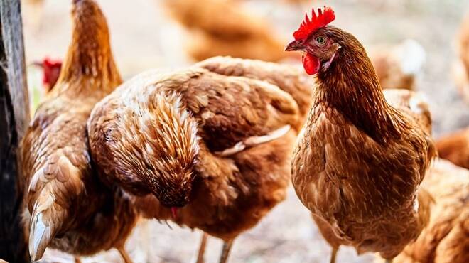 Allarme rosso, scoperto un caso di aviaria in un allevamento di Ostia Antica: cosa succede ora