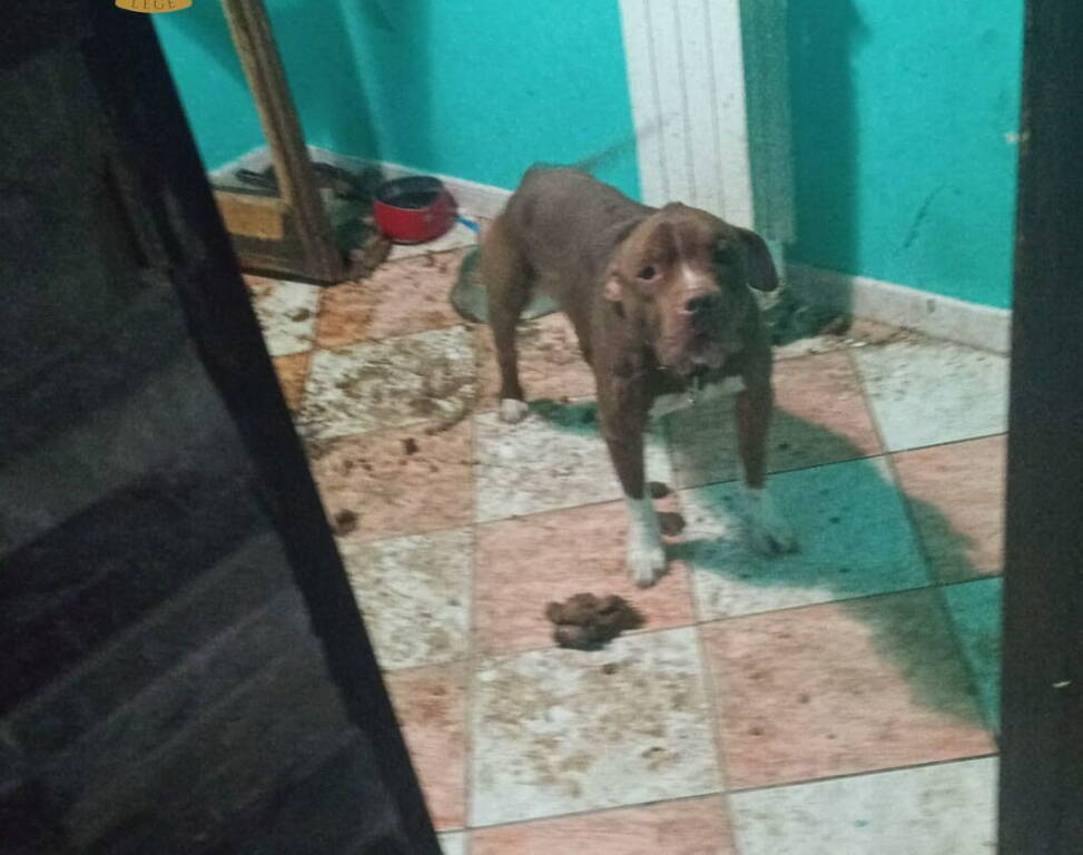 Roma, legato a un termosifone tra le sue feci e urine: pitbull salvato dalla Polizia