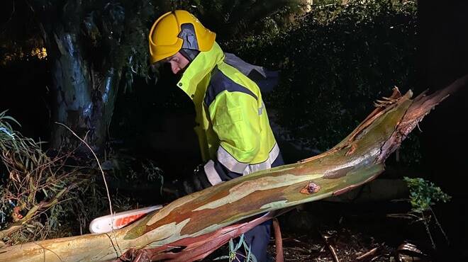 Acilia, grosso ramo si stacca dall’albero e cade su via di Saponara