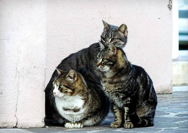 Colonie feline di Fiumicino: consegnati circa 70 pacchi di cibo per gatti