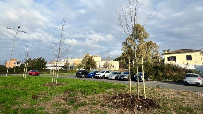 Progetto “Ossigeno”: piantumati 101 alberi nel parcheggio della stazione di Latina Scalo