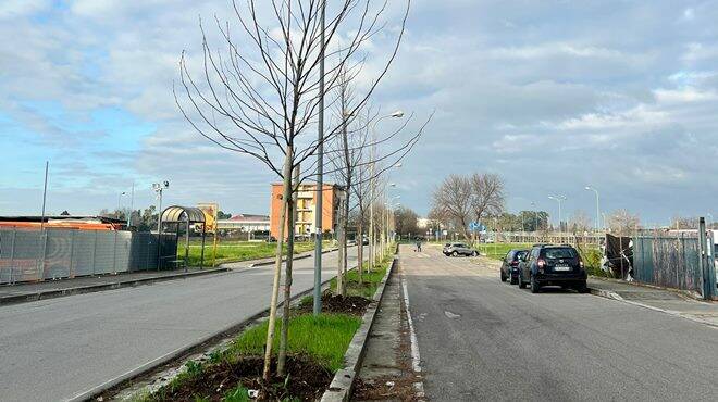 Progetto “Ossigeno”: piantumati 101 alberi nel parcheggio della stazione di Latina Scalo