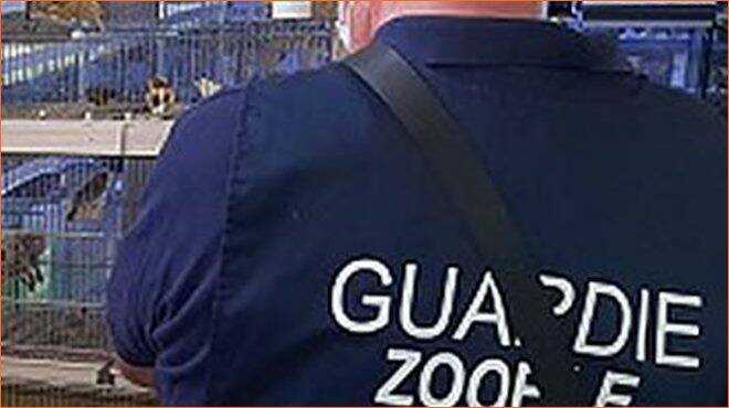 Roma, dall’assenza di autorizzazioni, agli animali in vetrina: l’Oipa sanziona 30 pet shop