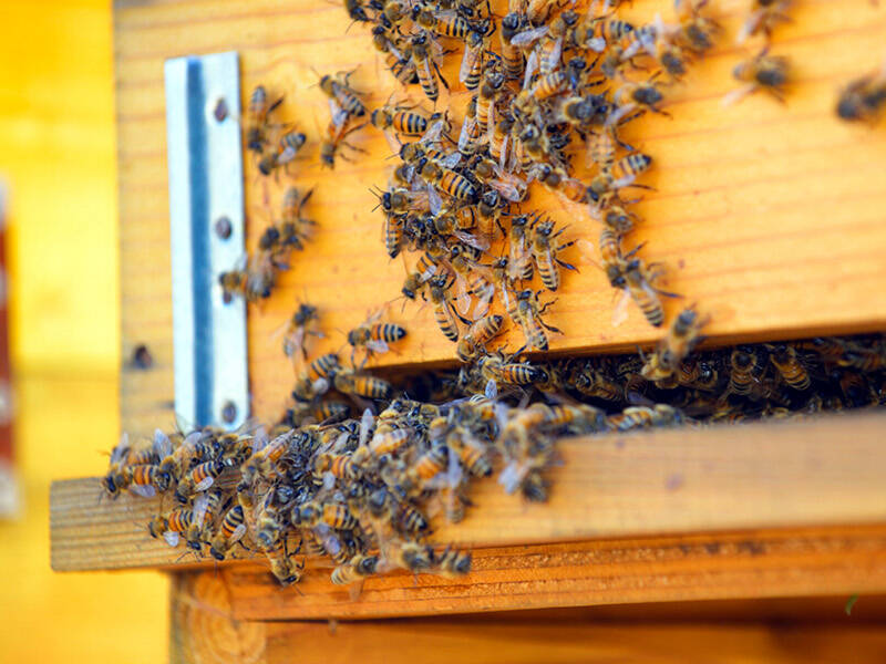 “Un fiume di miele”: a Fiumicino un grande evento di promozione dell’apicoltura