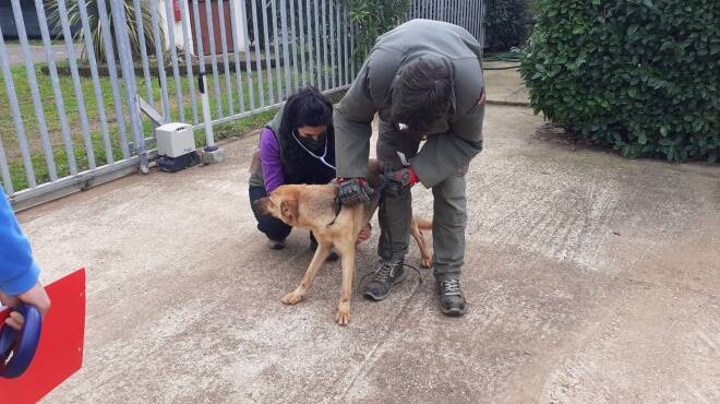 Ardea, i cani di Alba Dog in una nuova gabbia a Valle Grande. I volontari: “É una deportazione”