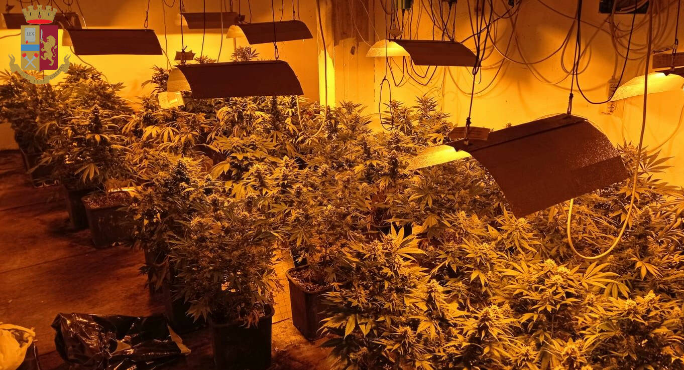 Castelli Romani, coltivava 150 piante di marijuana nel garage della sua villetta: 39enne in manette