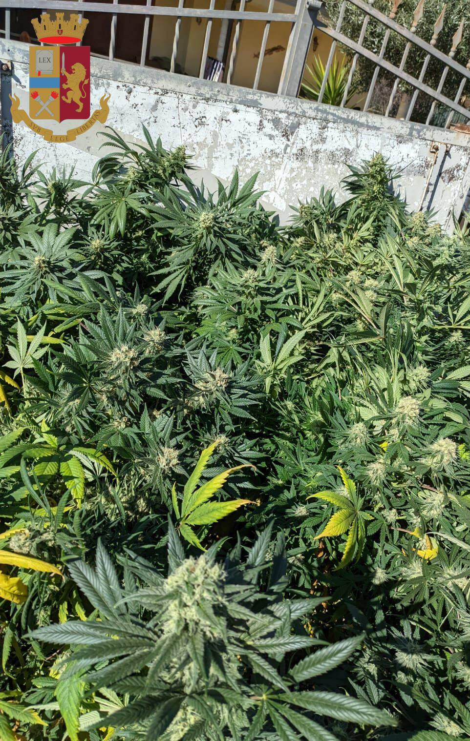 Castelli Romani, coltivava 150 piante di marijuana nel garage della sua villetta: 39enne in manette