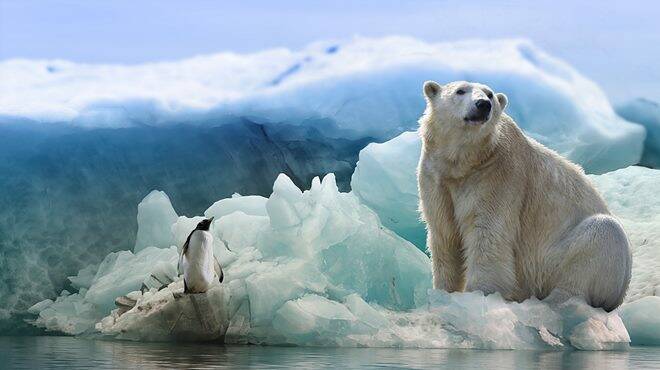 Giornata Mondiale dell’Orso polare 2022: salviamo il “re” dell’Artico