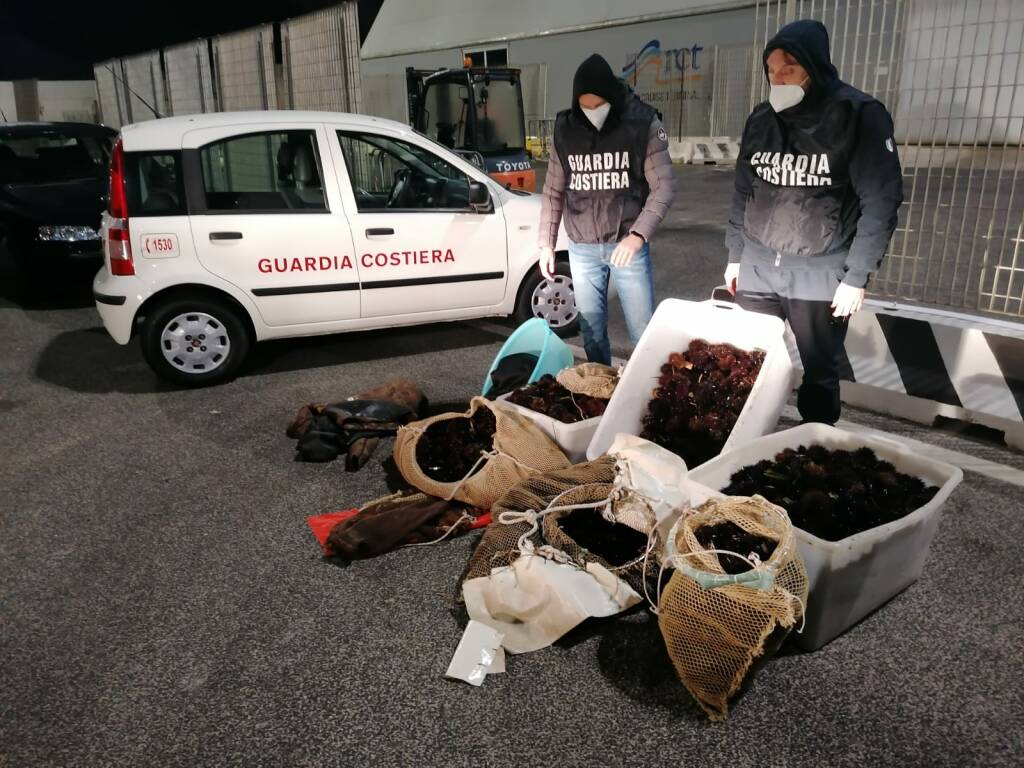 Santa Marinella, pescatori di frodo sorpresi con 11mila ricci: maxi multa e attrezzatura sequestrata