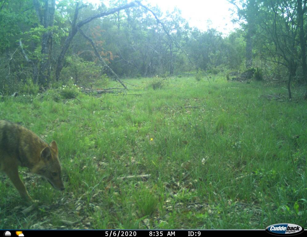 Spettacolo della natura al Circeo: lo sciacallo dorato europeo sceglie il Parco come casa