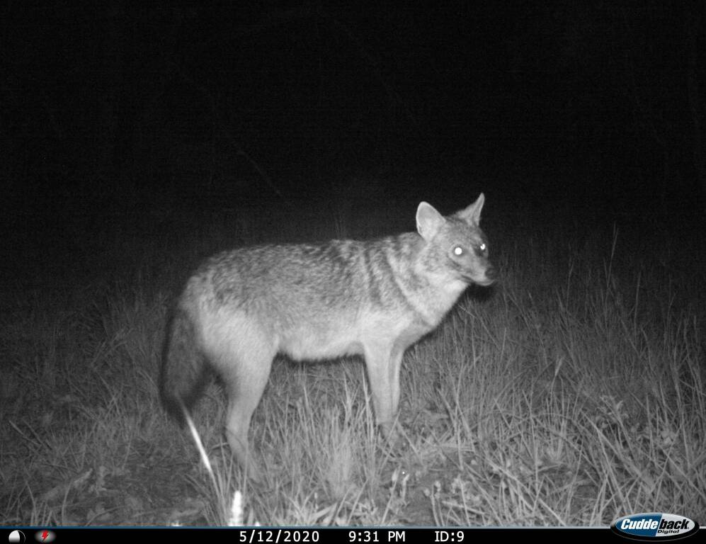 Spettacolo della natura al Circeo: lo sciacallo dorato europeo sceglie il Parco come casa