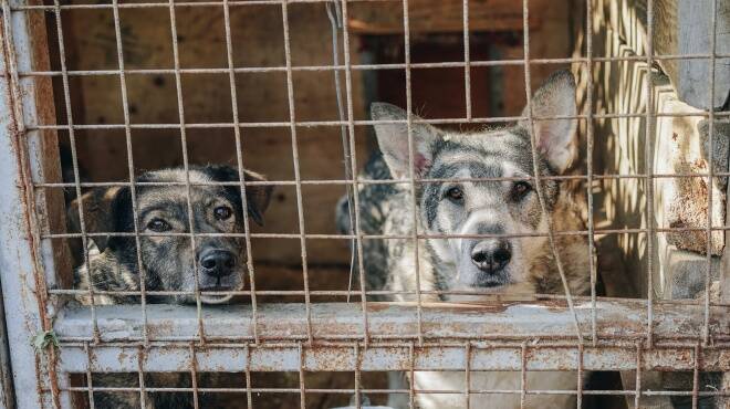 Legambiente Terracina Animal Help: “Preoccupati per le sorti del nostro canile”
