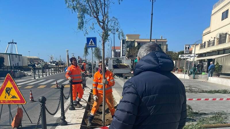 Fiumicino, restyling in centro: su via Torre Clementina nuovi alberi e piante di lavanda