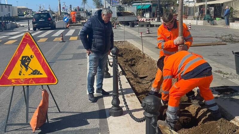 Fiumicino, restyling in centro: su via Torre Clementina nuovi alberi e piante di lavanda